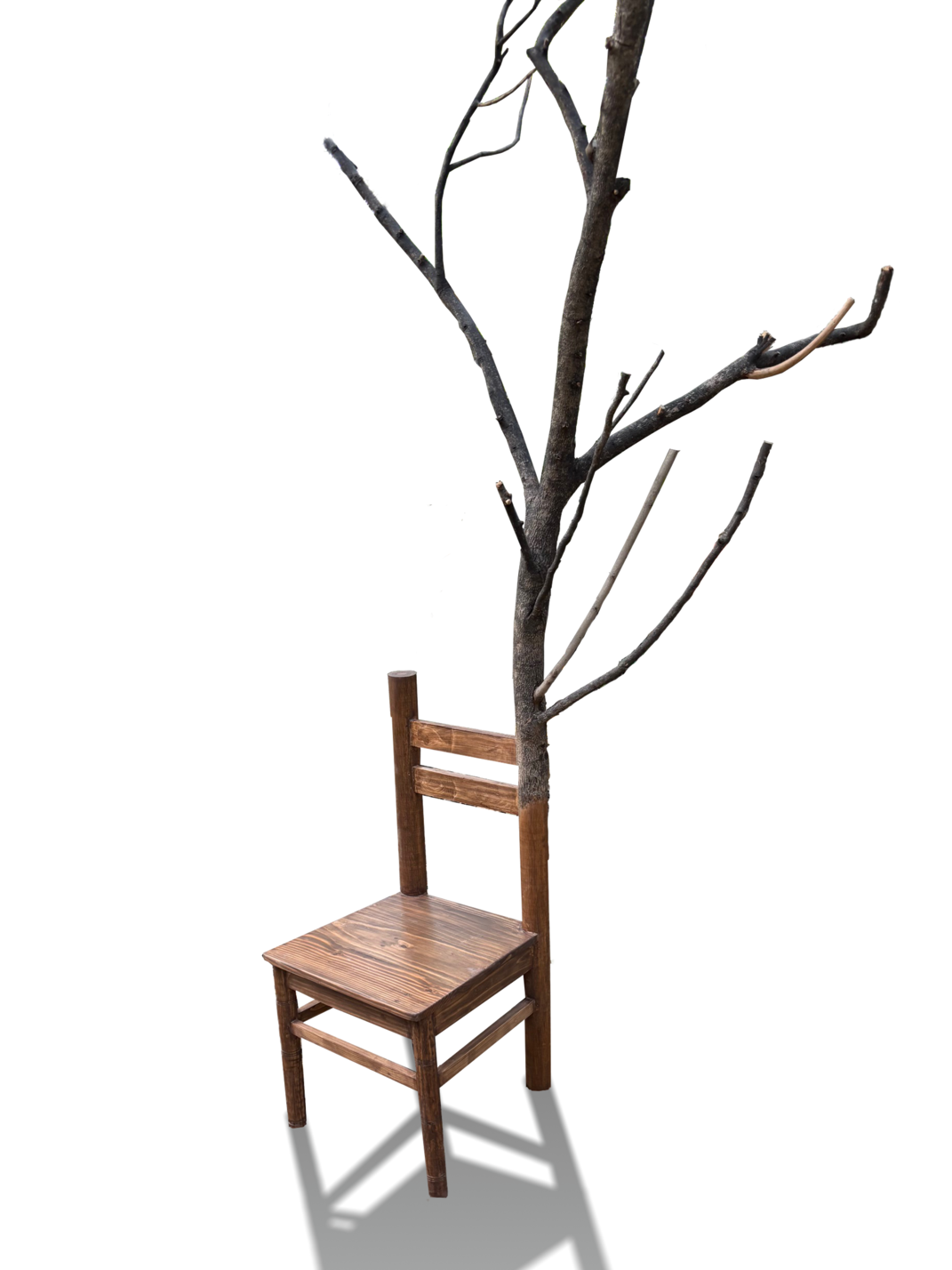 Growing Chair — mixed media sculpture by Gautam Bhatia